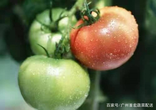 哪些“毒”蔬菜要注意处理 广州蔬菜配送公司来教你