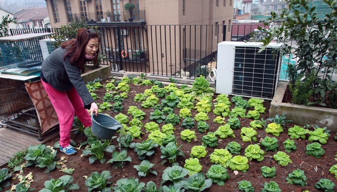 广州蔬菜配送教你如何规划家庭小菜园？种植哪些蔬菜？