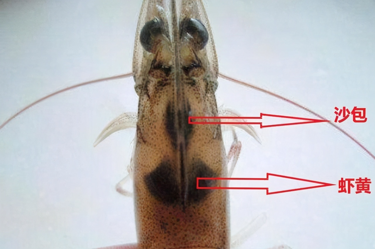 虾头里面是“精华”还是“屎”？究竟能吃吗？爱吃虾的快看看吧