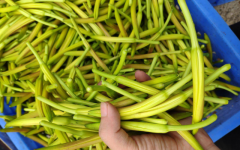 广州新鲜蔬菜配送：夏季这4种蔬菜不要碰，易含毒素不好处理
