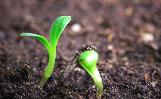 广州幼儿园蔬菜配送：蔬菜施用生物菌肥的注意事项