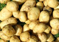 广州蔬菜公司：你知道生活中的土豆主要用途有哪些吗？